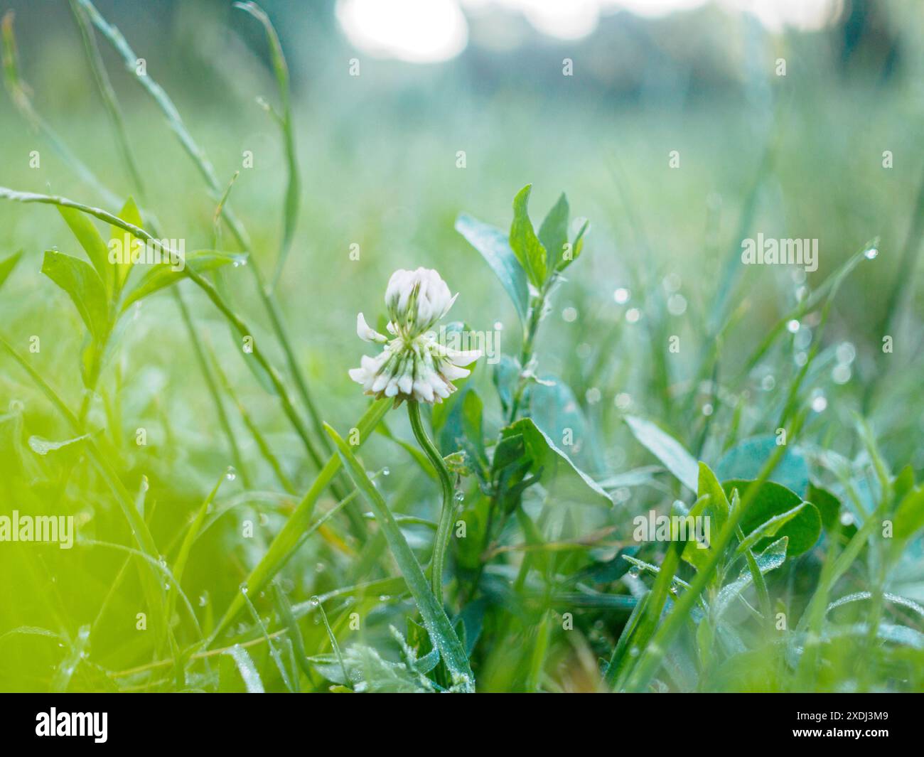 Un singolo fiore di trifoglio bianco fiorisce in un campo di erba verde ricoperto di rugiada mattutina Foto Stock