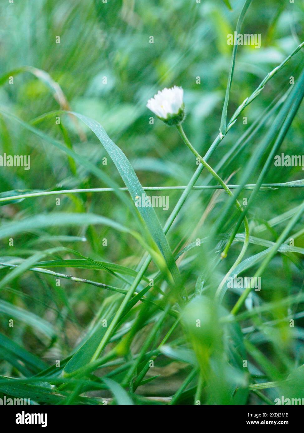 Le margherite bianche fioriscono in lussureggiante erba verde, simboleggiano la purezza e la speranza in un ambiente tranquillo all'aperto Foto Stock