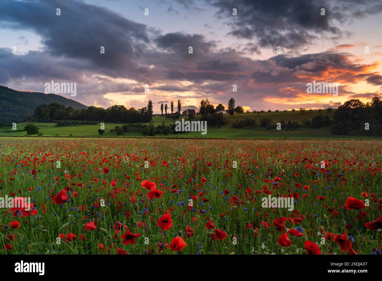 Svizzera, Aesch, Aesch BL, Aesch bi Gott, campo di papavero, terreni a maglie, campi di fiori, Schlatthof, atmosfera serale, Baselland, Baselbiet, Birseck Foto Stock