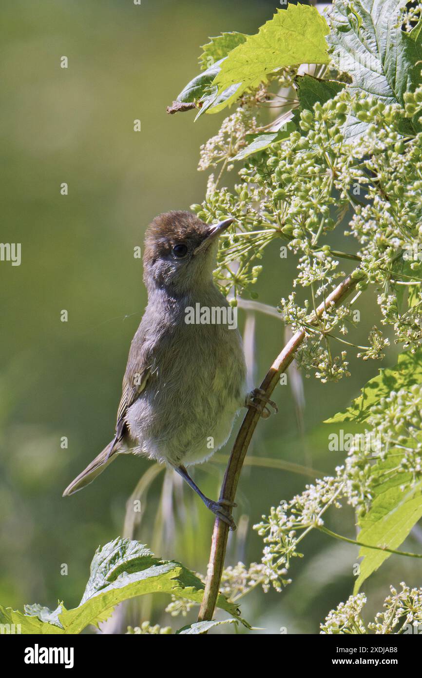 il flycatcher macchiato si aggancia a uno stelo nella sua posizione caratteristica Foto Stock