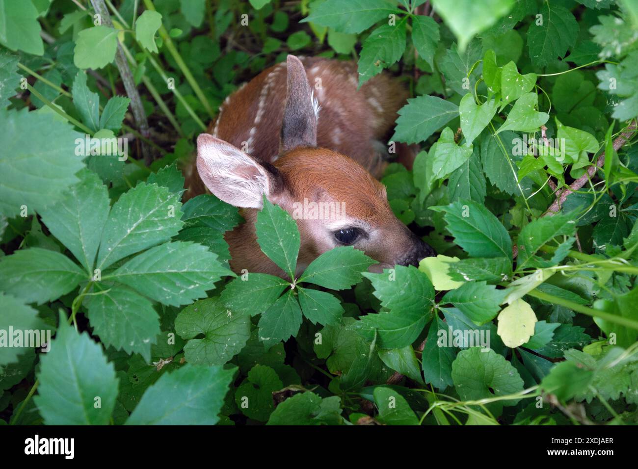 Un cervo appena nato dalla coda bianca si trova sul fondo della foresta la mattina di primavera nel Massachusetts nord-orientale. Foto Stock