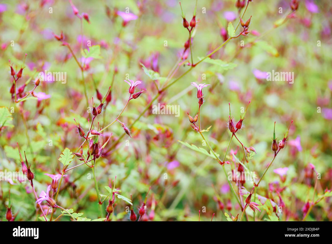 Pianta rosa di erbe-Robert in fiore, Geranium robertianum. Foto Stock