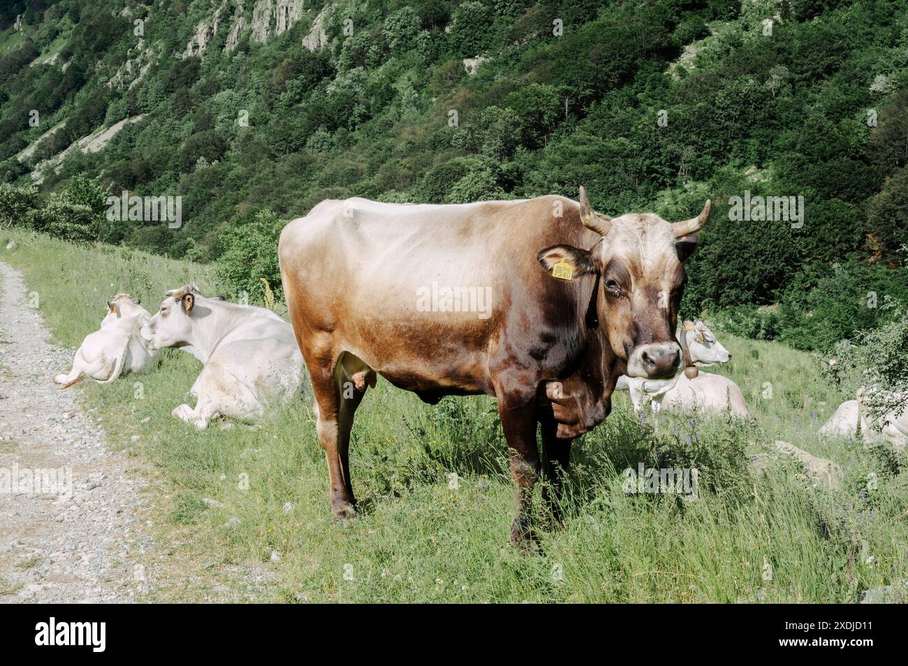 Allevamento di vacche da latte che pascolano nelle Alpi marittime (Cuneo, Piemonte, Italia) Foto Stock