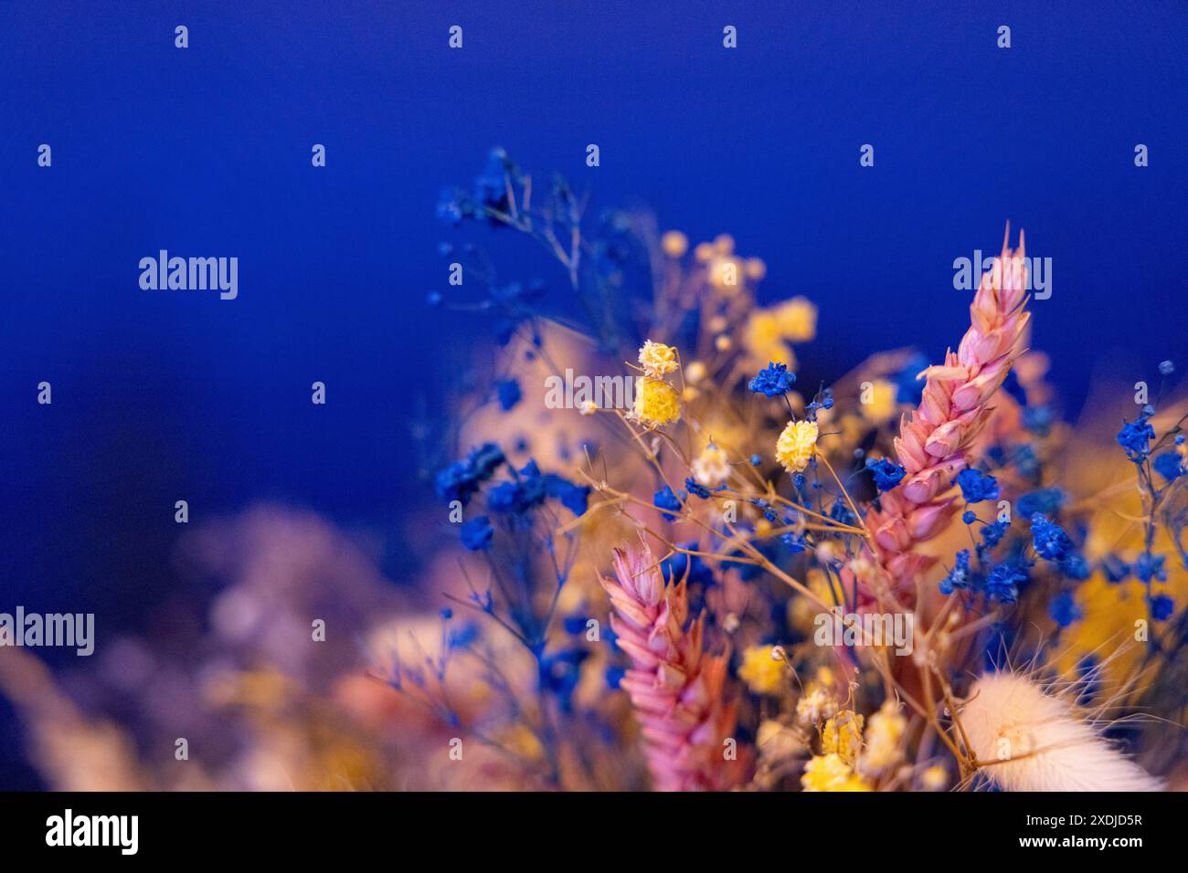 Paniculata multicolore su sfondo blu Foto Stock