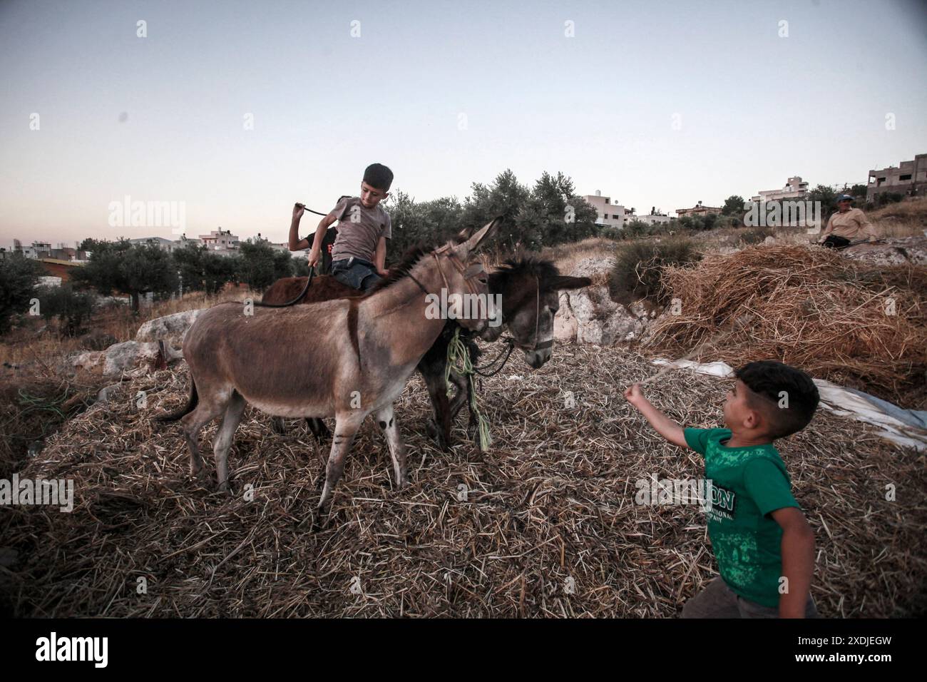 Gli agricoltori palestinesi usano gli asini per cacciare i loro raccolti agricoli nel villaggio di Rujib, a est della città di Nablus, in Cisgiordania. Foto Stock