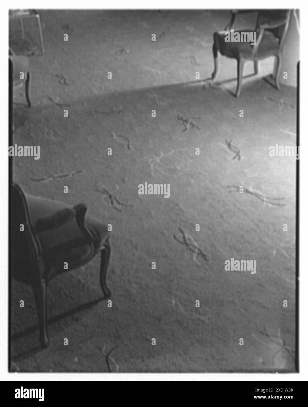 Albert Steiger Company, Springfield, Massachusetts. Moquette nelle camere francesi. Collezione Gottscho-Schleisner Foto Stock