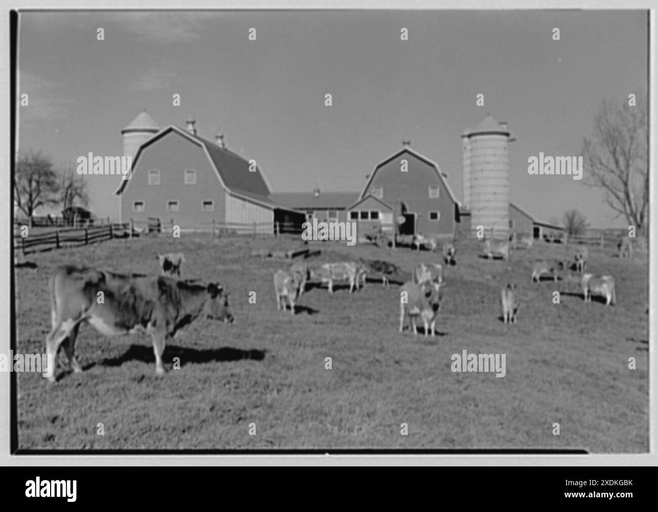 Ogden White, residenza a Lamington, New Jersey. Fienili e mucche II. Collezione Gottscho-Schleisner Foto Stock