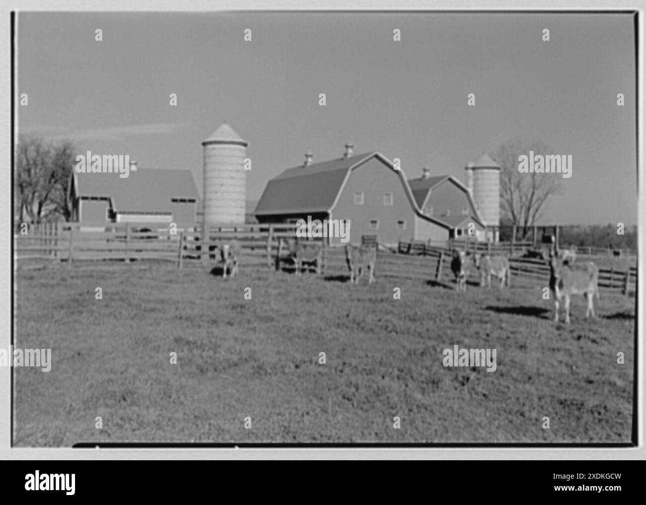 Ogden White, residenza a Lamington, New Jersey. Mucche e mucche I. Gottscho-Schleisner Collection Foto Stock
