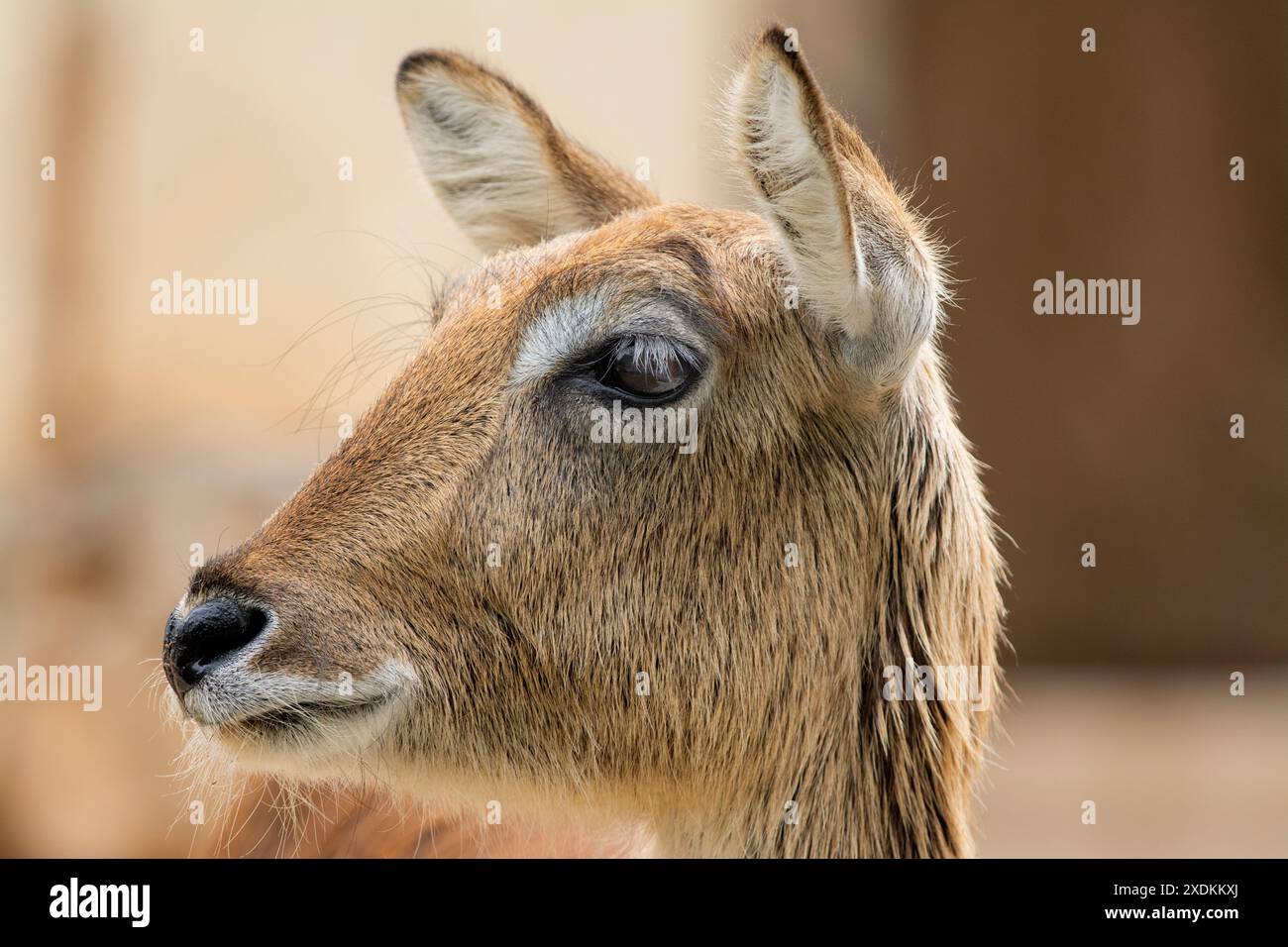 Kafue lechwe (Kobus leche kafuensis), zoo di Limassol, Cipro Foto Stock