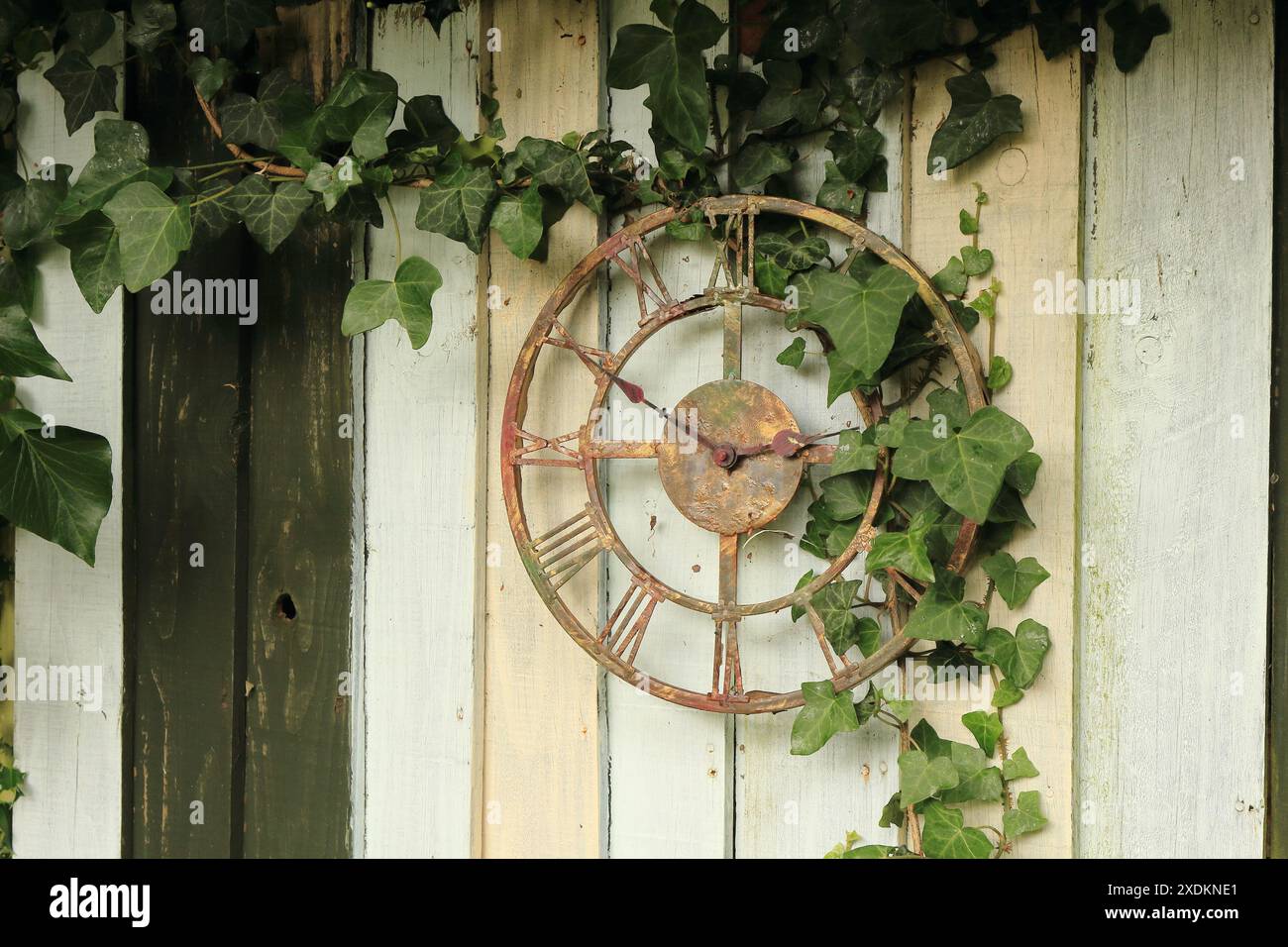 Foto del giardino inglese in un pomeriggio di giugno. Vecchio orologio a scheletro fissato alla recinzione in pieno sole con edera che cresce attraverso l'orologio. Foto Stock