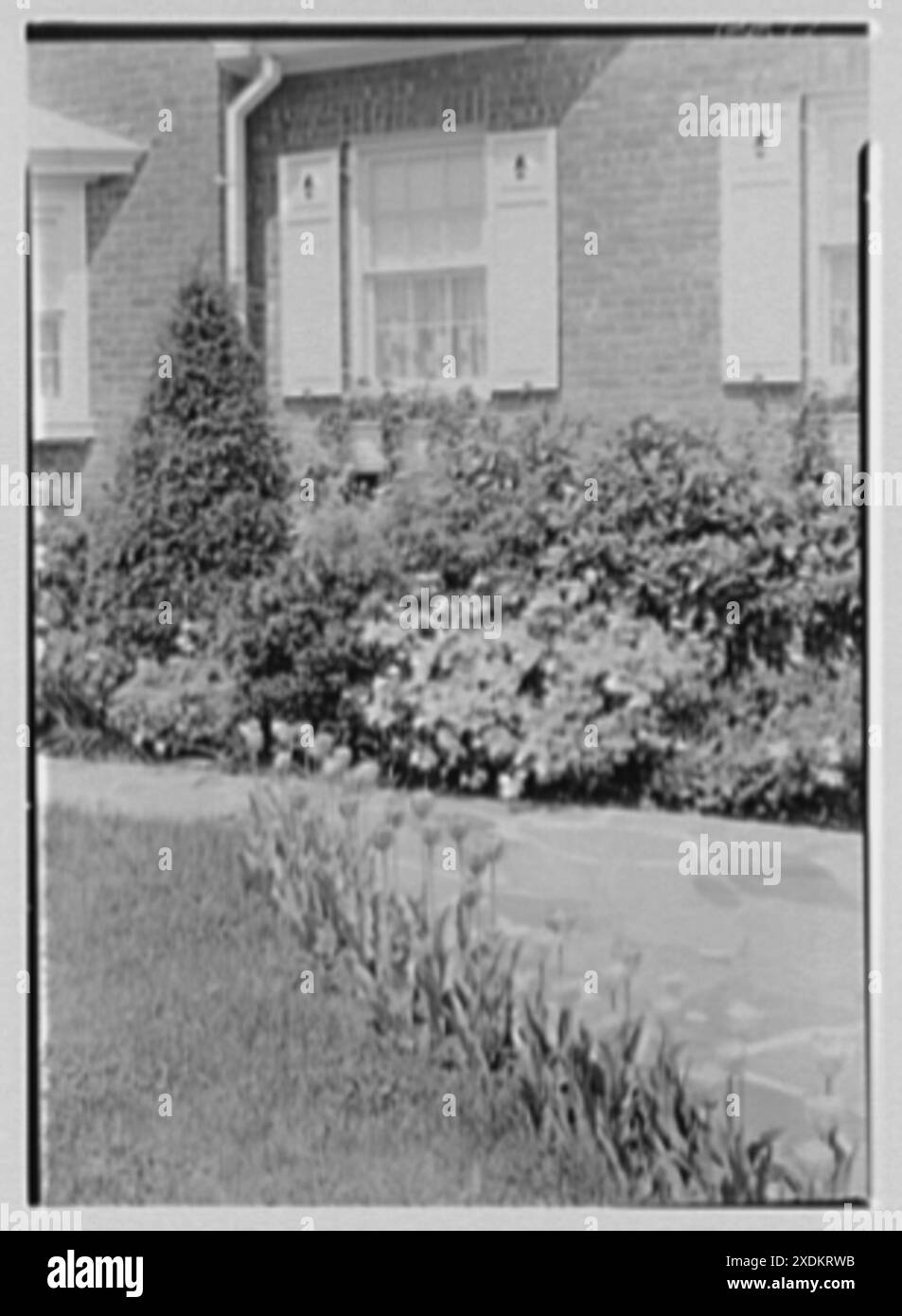 Frederick C. Stutzmann, residenza al 224-39 di Jamaica Ave., Queens Village, New York. Tulipani e finestra. Collezione Gottscho-Schleisner Foto Stock