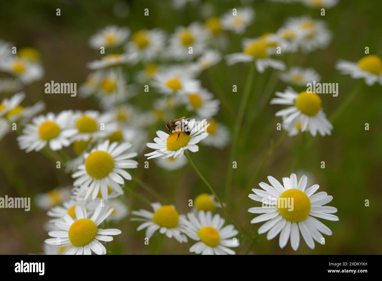 Api mellifere in fiore di camomilla, camomilla (camomilla), pianta medicinale, tè di camomilla, lenitivo, principio attivo, principio attivo vegetale, ape Foto Stock