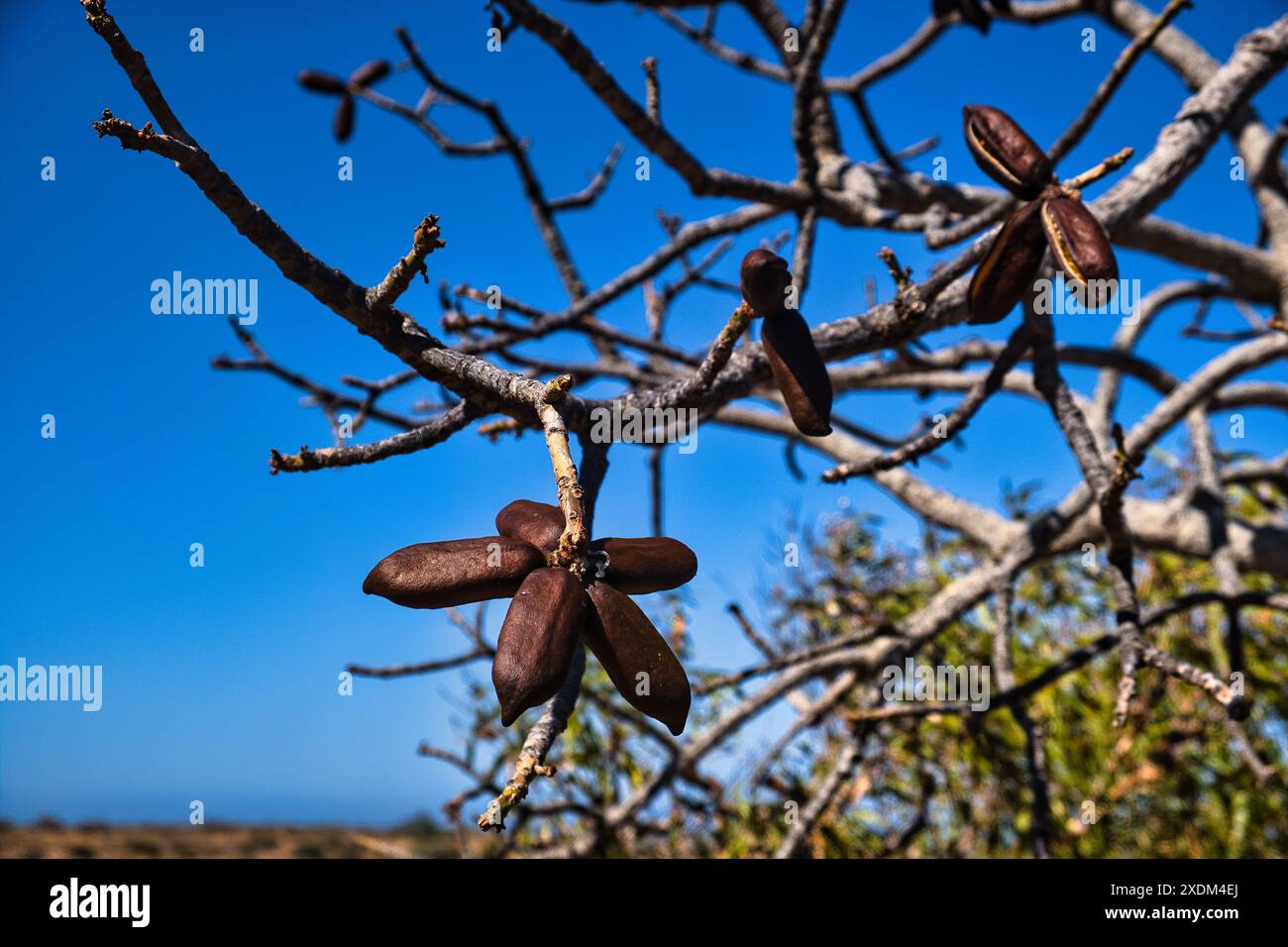 Baccelli di semi dell'albero Kurrajong (Brachychiton populneus), endemici delle regioni aride dell'Australia Foto Stock
