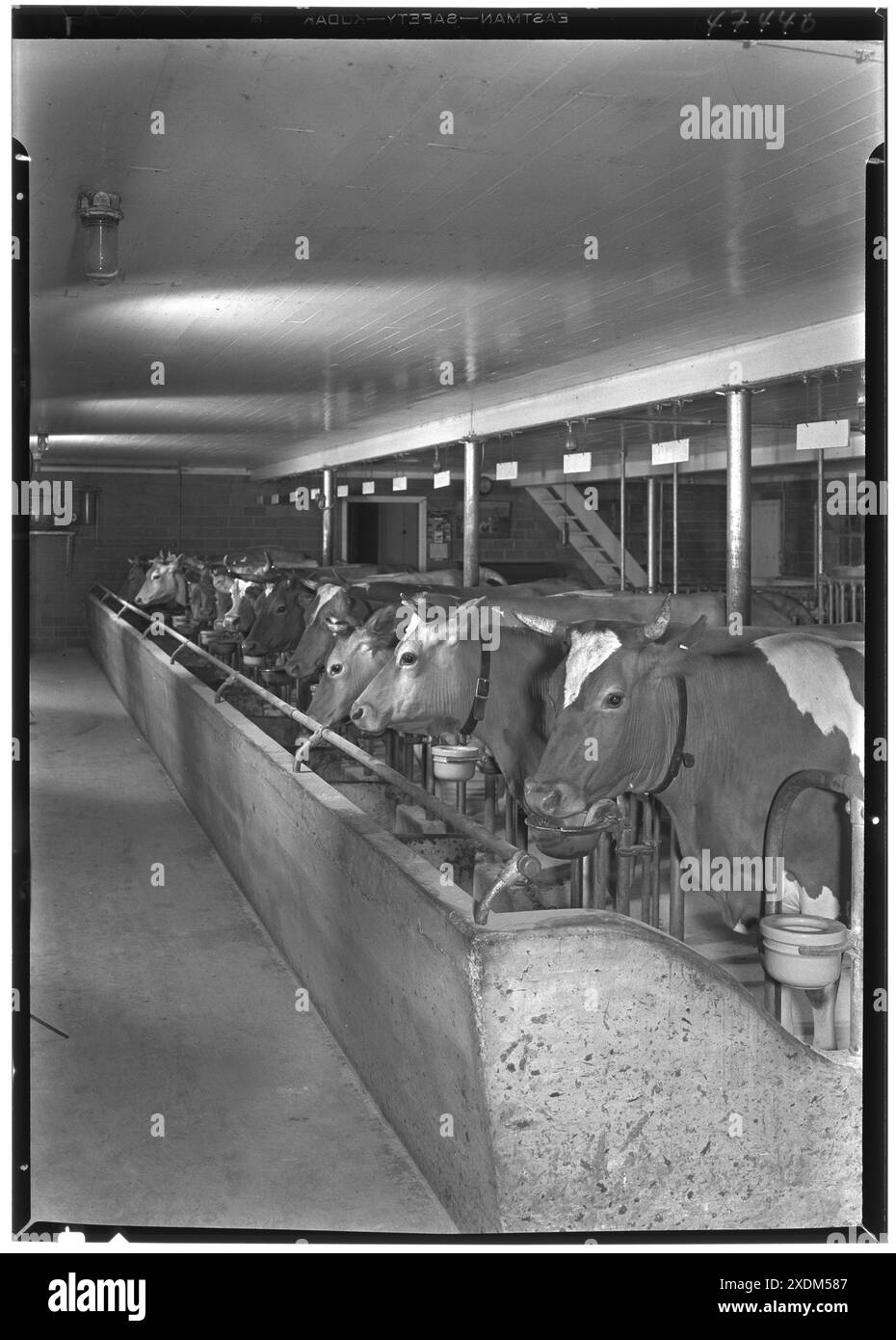 Guido R. Rahr, residenza a Manitowoc, Wisconsin. Mucche nel fienile. Collezione Gottscho-Schleisner Foto Stock