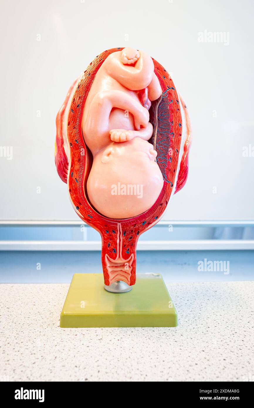 Modello plastico di un feto umano. Usato in corsi di biologia a scuola o in uno studio medico. Foto Stock