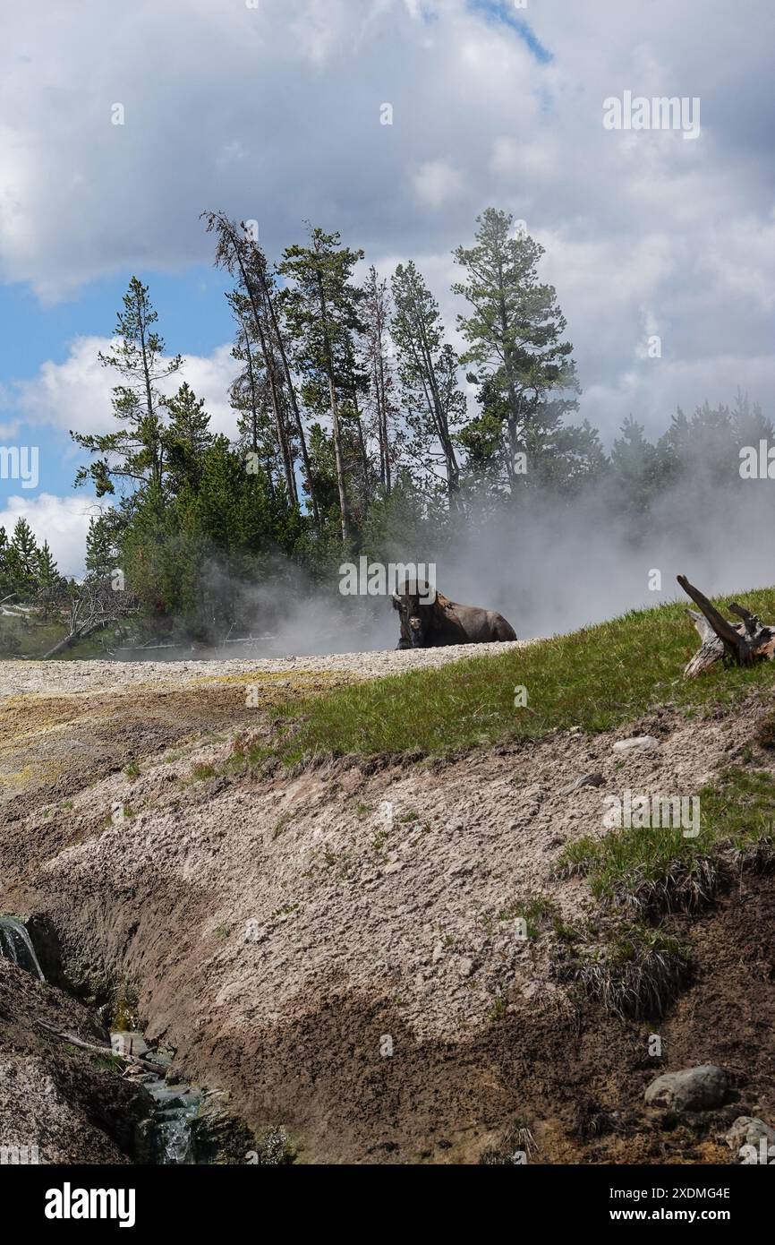 Buffalo Bison sdraiato e riposato nel calore dei geyser del vulcano di fango nel parco nazionale di Yellowstone Foto Stock
