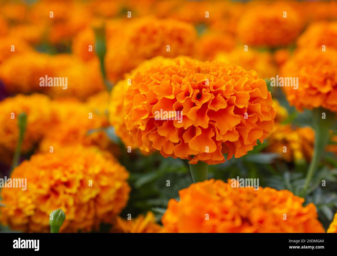 Fantastici fiori di Marigold messicani arancioni in giardino. Sfondo naturale con messa a fuoco della selezione. Fiorente calendula francese arancione, Tag Foto Stock
