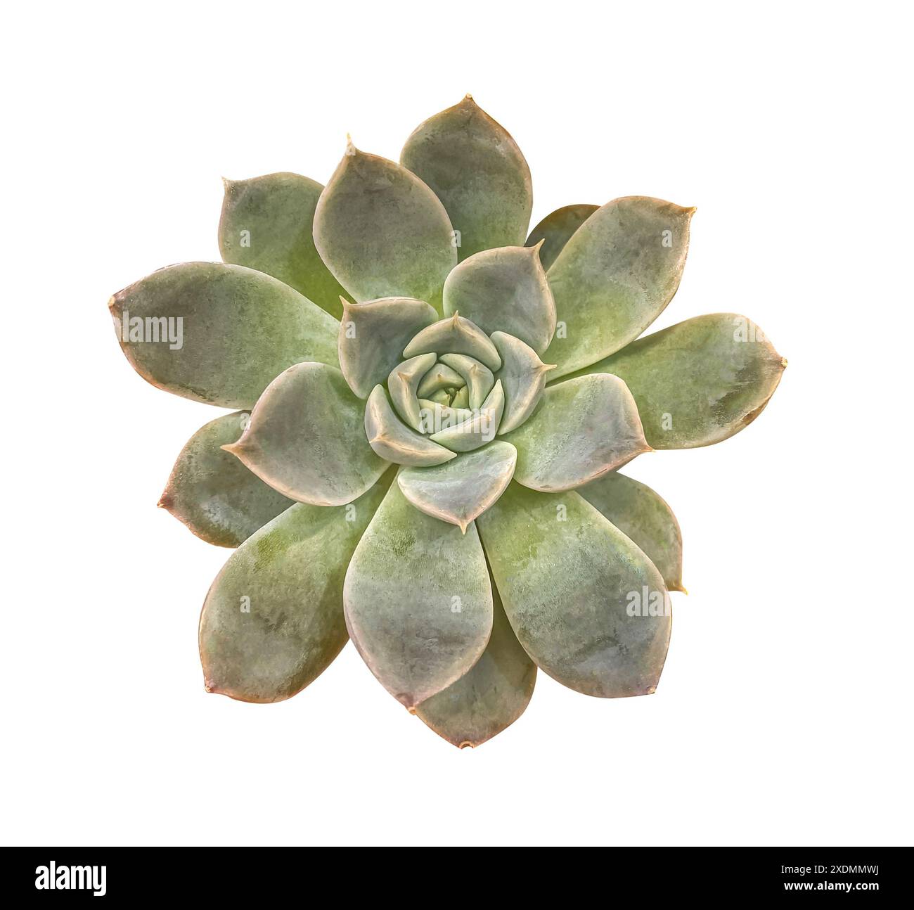 Vista dall'alto Bush Echeveria Lola, isolata su sfondo bianco con maschera di ritaglio. Vista dall'alto piante succulente, isolata su sfondo bianco. Foto Stock