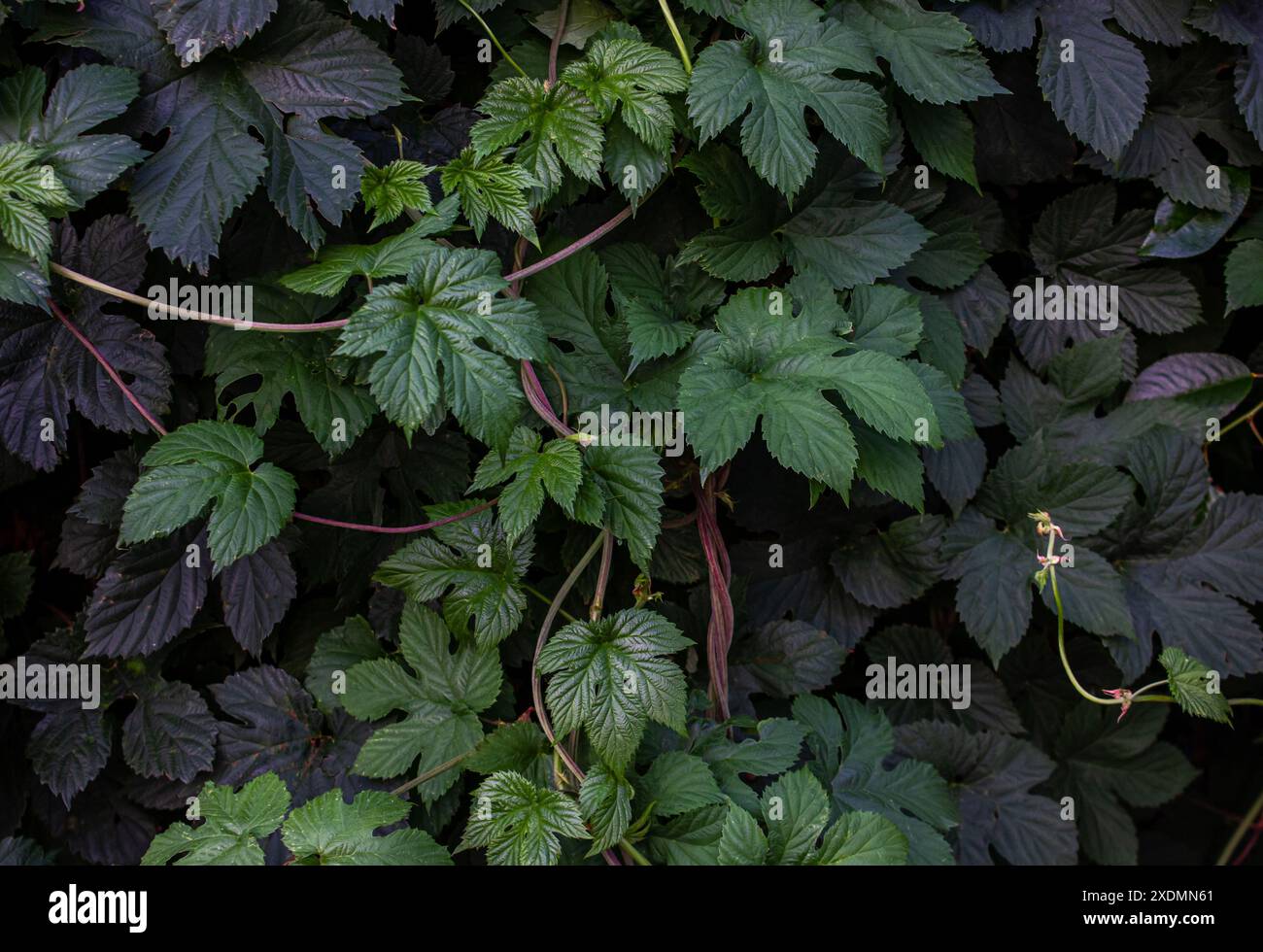 Foglie verdi di sfondo di Humulus lupulus. Hop Leaves background. Humulus lupulus cespuglio con foglie e rami in salita. Foto Stock