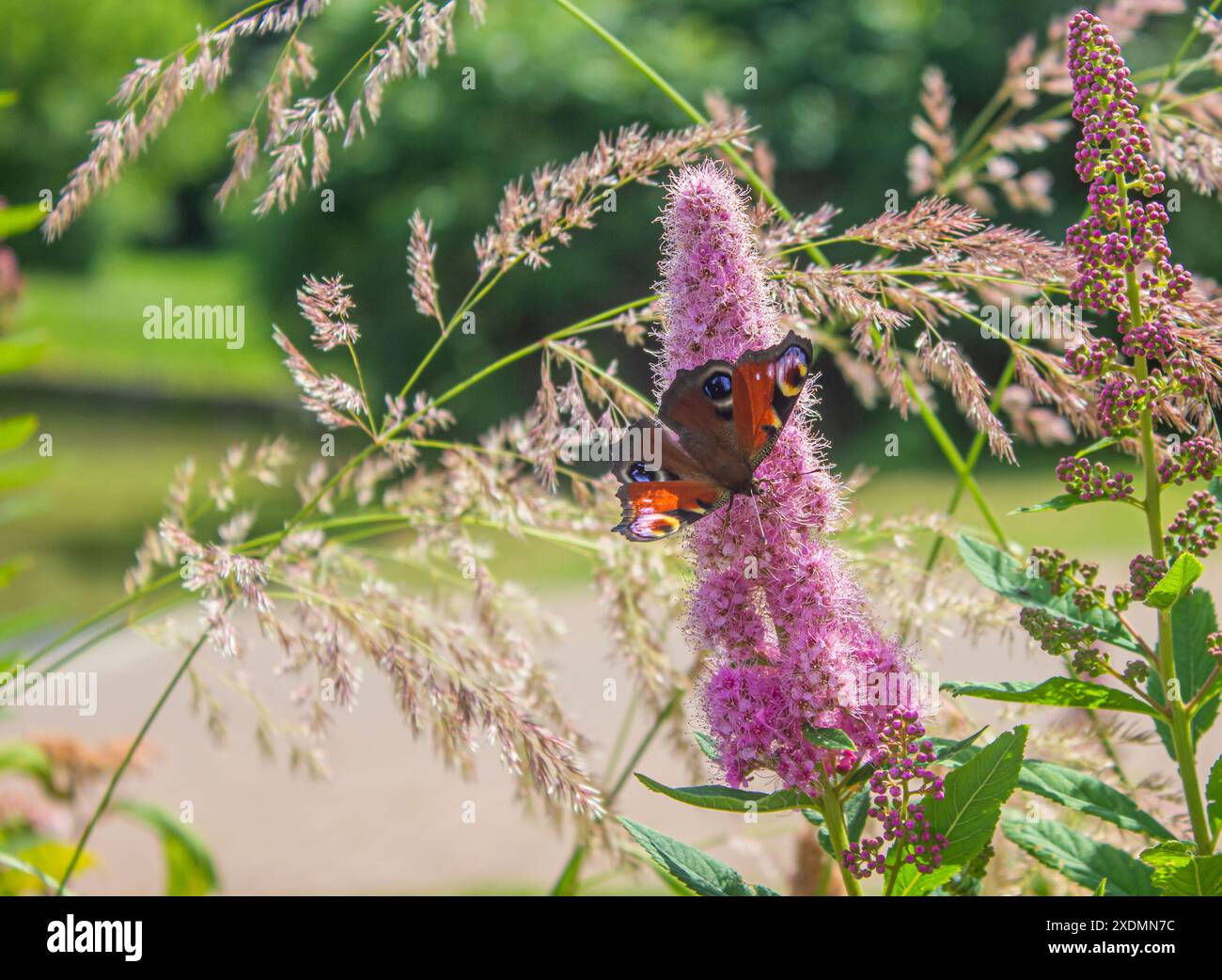 Farfalla Peacock Eye su un fiore rosa. Una farfalla raccoglie il nettare dai fiori in un giorno d'estate. Foto Stock