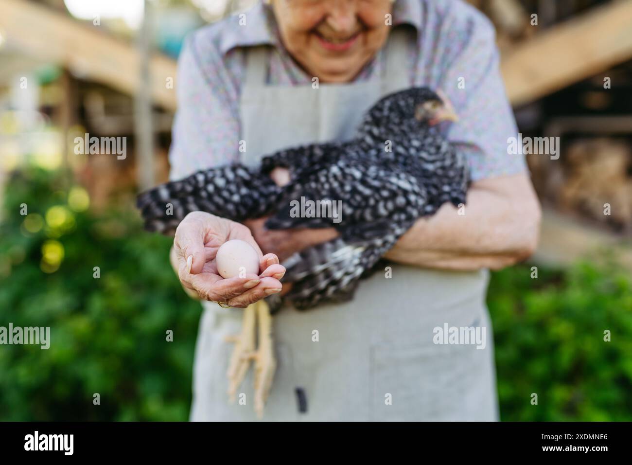 Donna anziana che tiene in mano una gallina e l'uovo che ha deposto. La vecchia contadina felice è felice del suo bestiame. Foto Stock