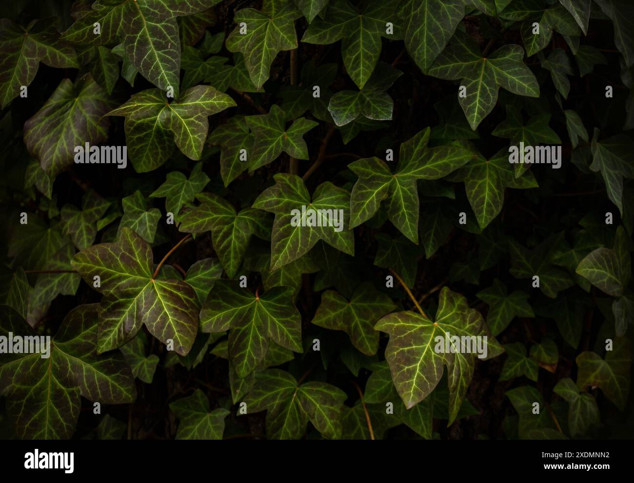 Foglie di edera dell'Himalaya, sfondo di Hedera Nepalensis. Sfondo verde naturale con foglie di edera. Foglie di colore verde che crescono su un tronco di albero. Foto Stock