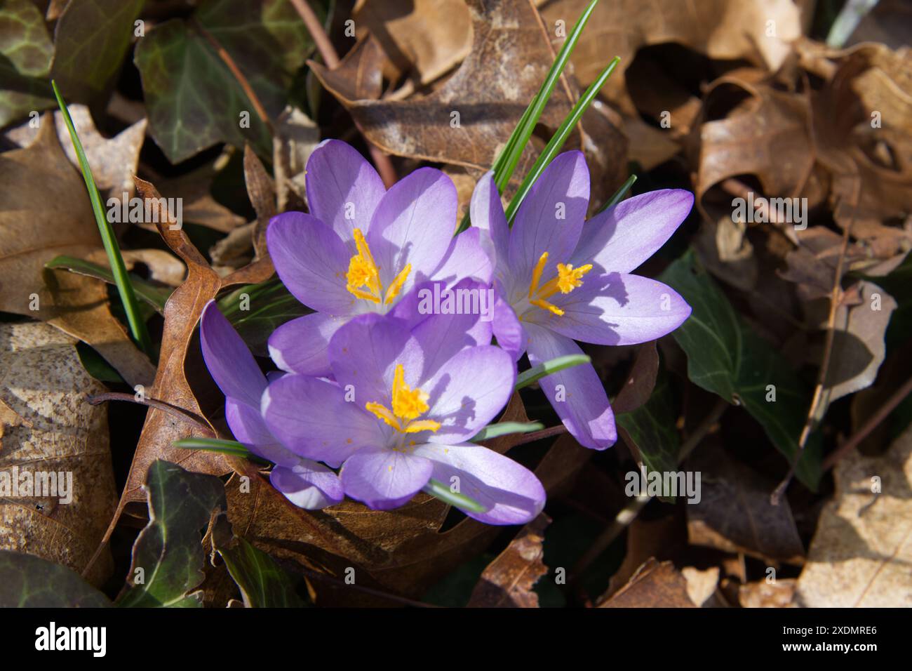Croco in fiore all'inizio della primavera. Uno dei primi segni della primavera Foto Stock