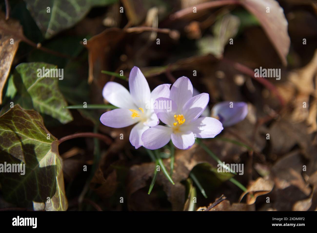 Croco in fiore all'inizio della primavera. Uno dei primi segni della primavera Foto Stock