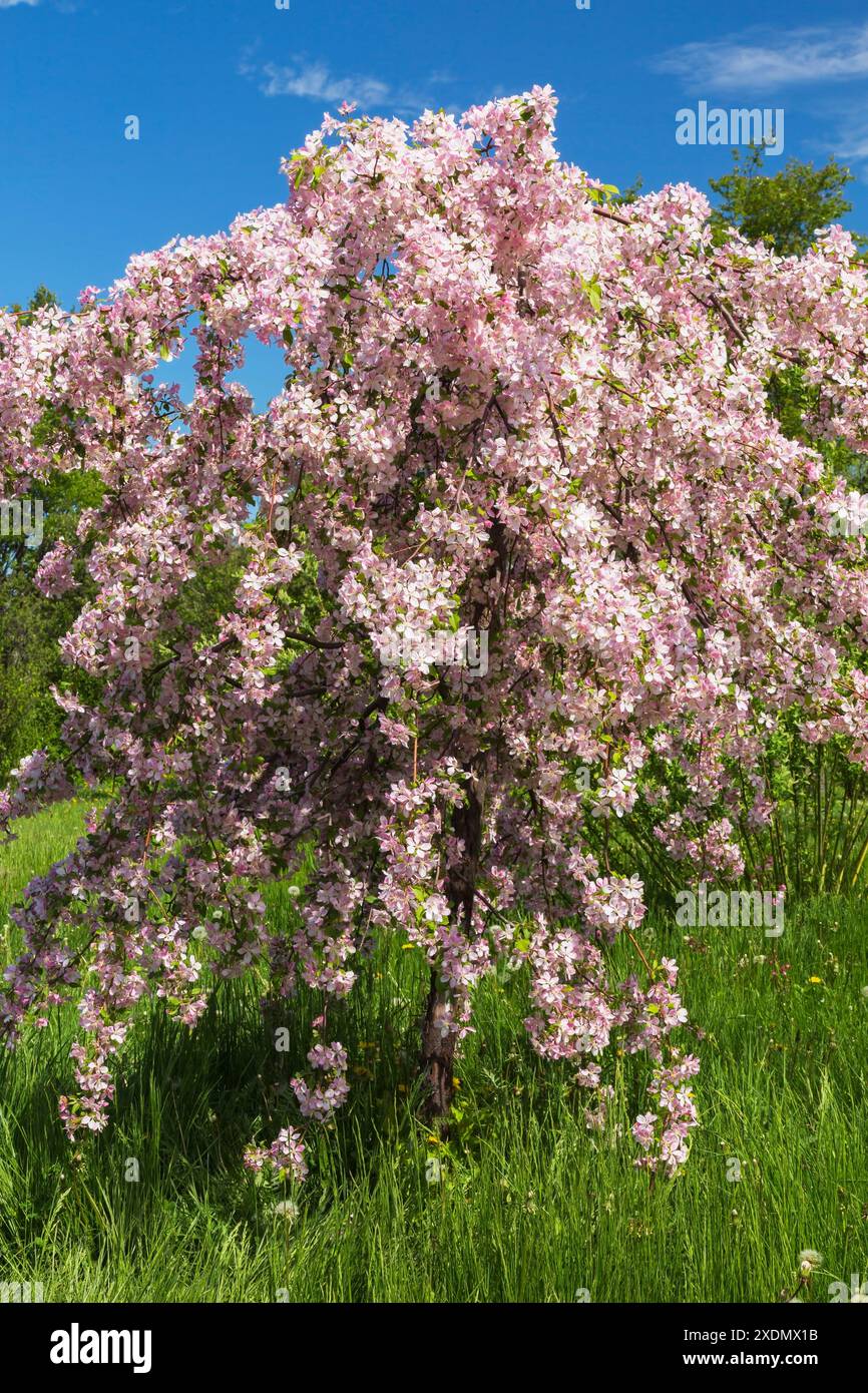 Malus "Louisa" - albero di crabapple con fiori rosa e bianchi in primavera, Giardino Botanico di Montreal, Quebec, Canada. Foto Stock