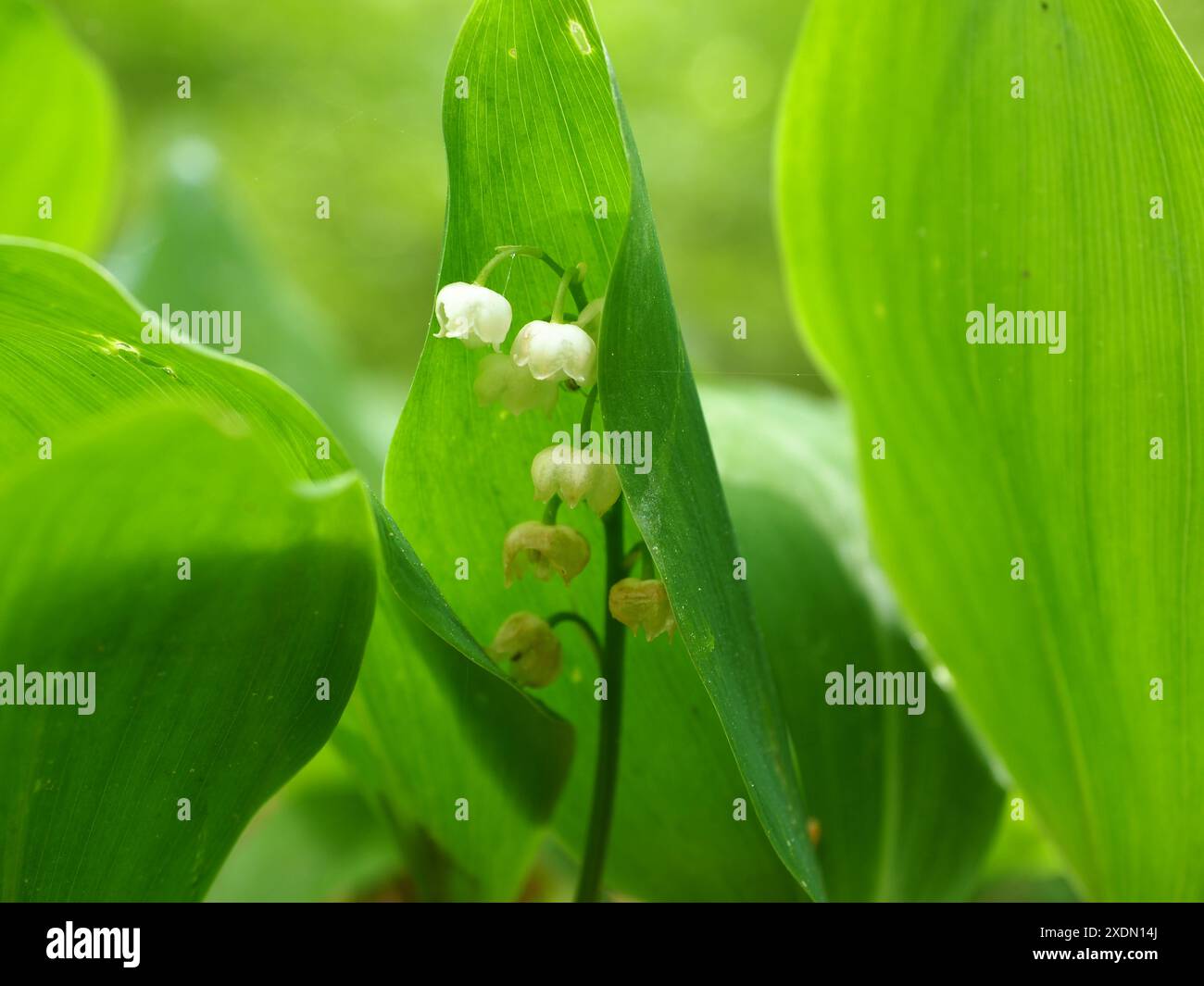 Lily di valle nella foresta Foto Stock