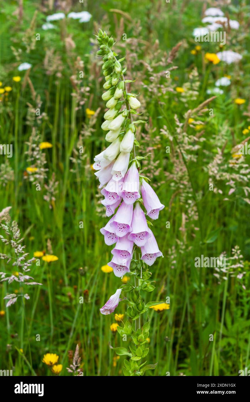 Fiori rosa viola pallido del comune foxglove (digitalis purpurea) che fioriscono in un prato estivo. La pianta biennale è adatta agli impollinatori. Foto Stock Fiori rosa viola pallido del comune foxglove (digitalis purpurea) che fioriscono in un prato estivo. La pianta biennale è adatta agli impollinatori. Foto Stock