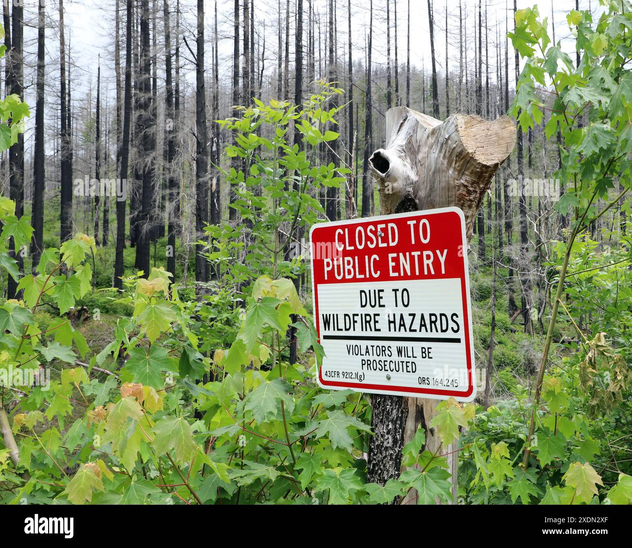 Un cartello avverte i visitatori che questa strada e il parco sono chiusi al pubblico a causa del pericolo di caduta di alberi causato dal massiccio incendio boschivo che bu Foto Stock