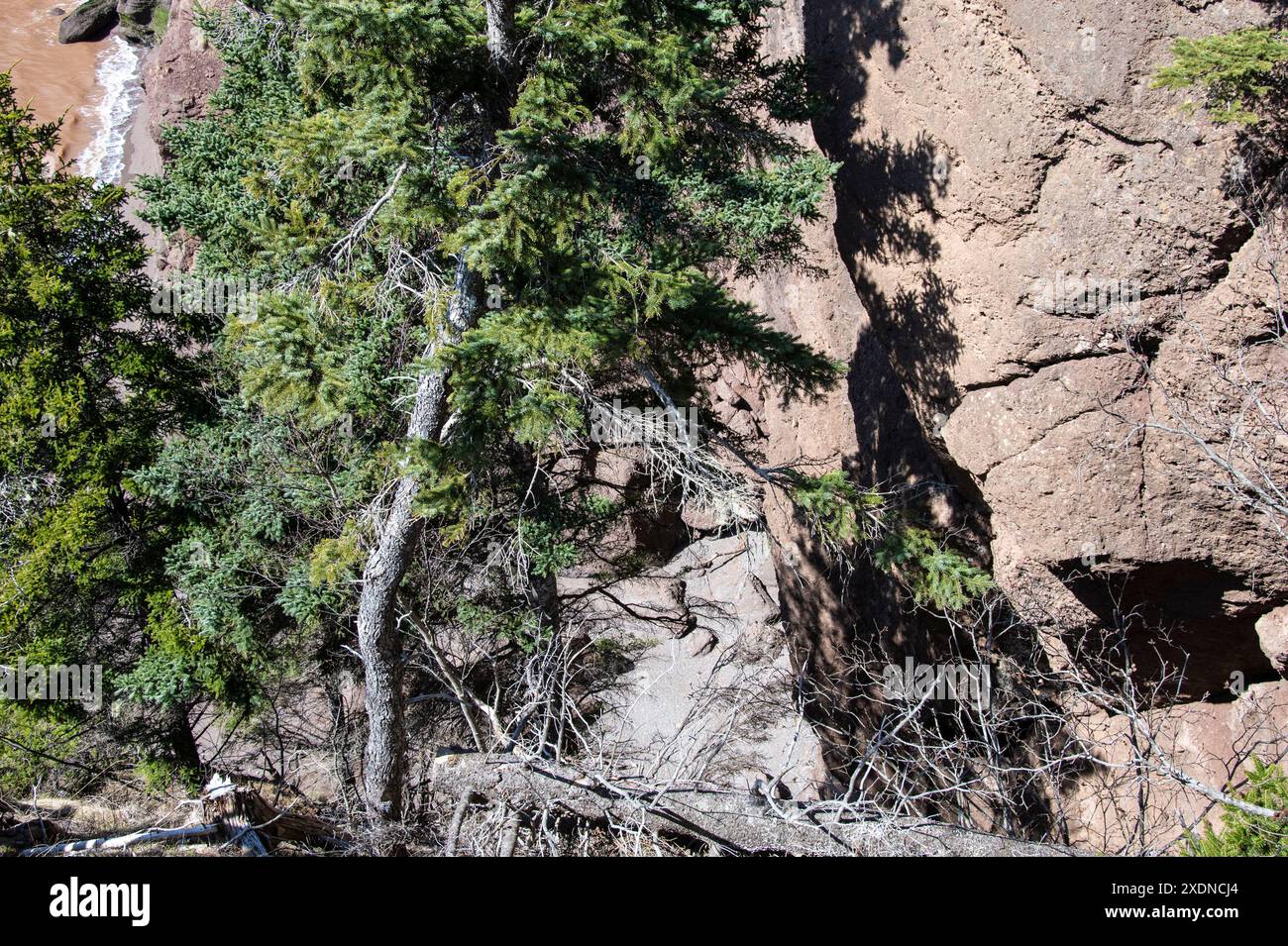 Alberi sulla scogliera di Big Cove all'Hopewell Rocks Provincial Park a Hopewell Cape, New Brunswick, Canada Foto Stock
