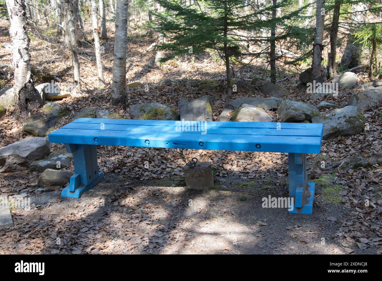 Panchina di legno blu sul sentiero dell'Hopewell Rocks Provincial Park a Hopewell Cape, New Brunswick, Canada Foto Stock