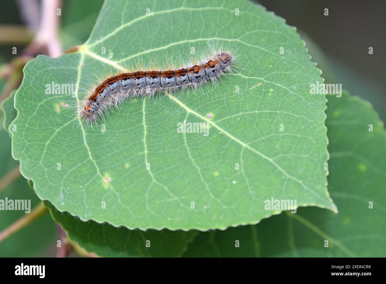 Tenda sud-occidentale Caterpillar Moth (incurva di Malacosoma) Foto Stock