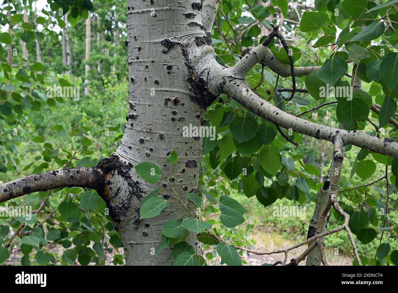 Dettaglio albero pioppo tremuloides (Populus tremuloides) Foto Stock