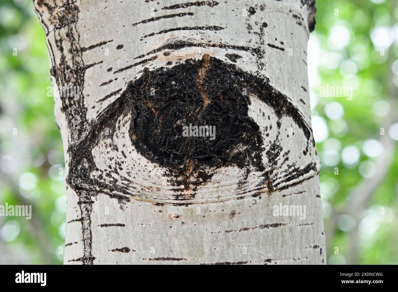 Tronco di Aspen quaking (Populus tremuloides) con "occhio" Foto Stock