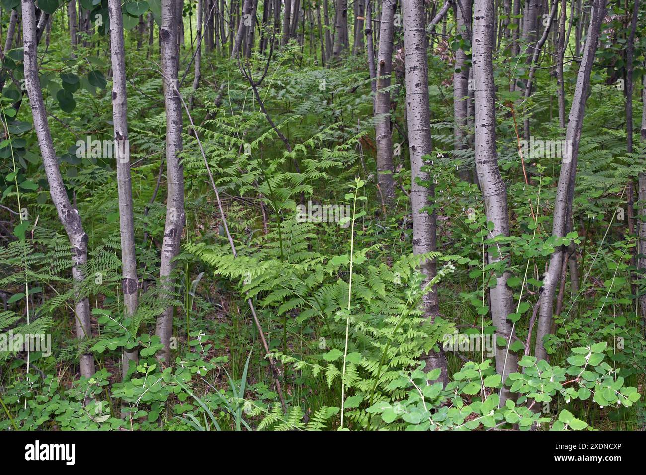 Pioppo tremuloides (Populus tremuloides) e felci Foto Stock