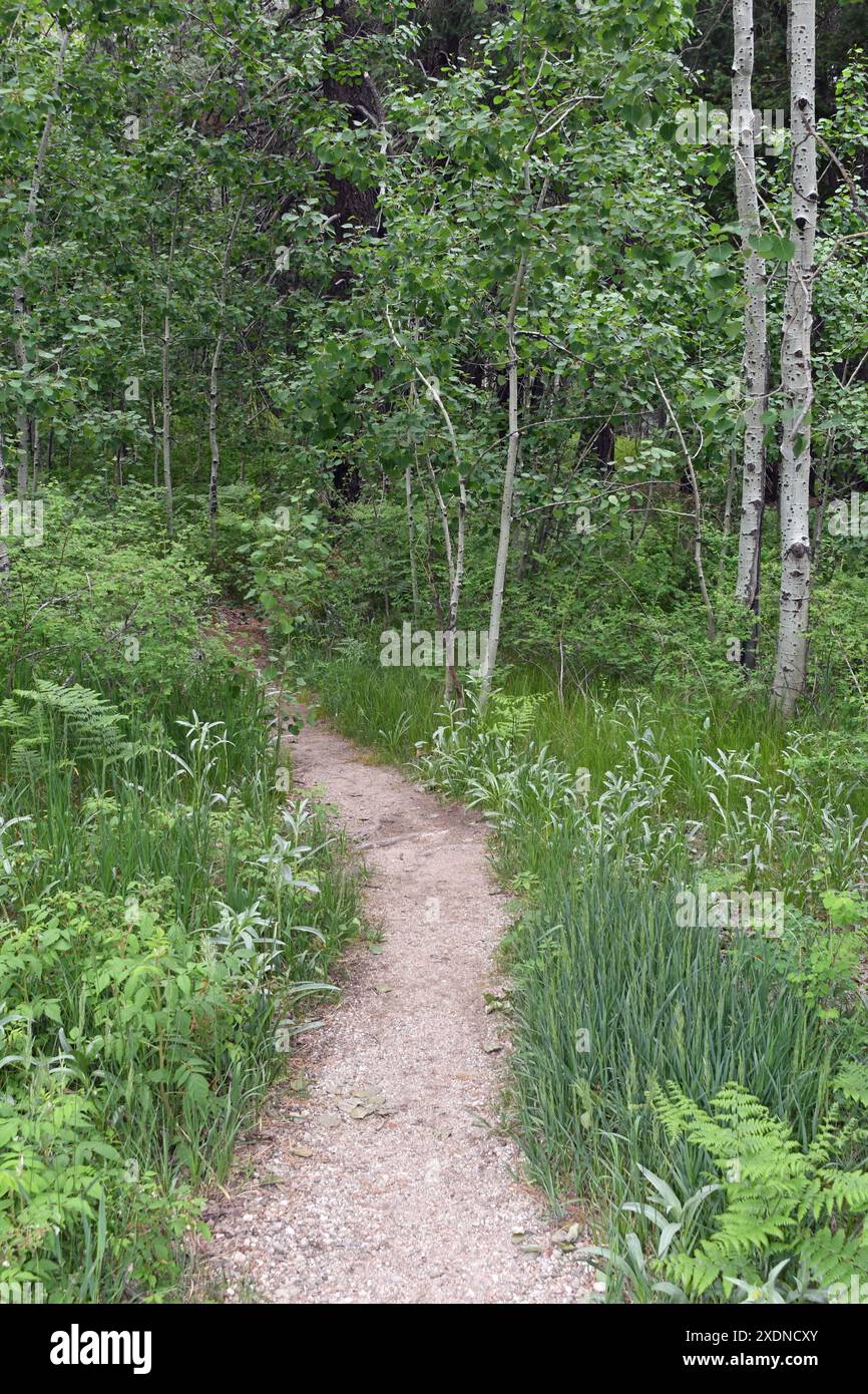 Percorso attraverso una foresta Foto Stock