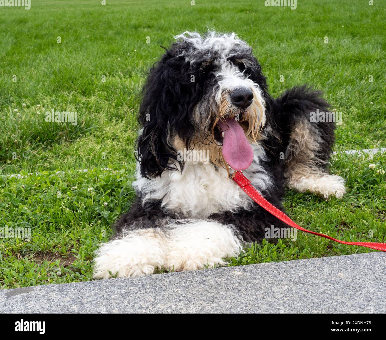 Un accogliente bernedoodle, bianco e nero, con sfumature di marrone, poggia sul prato, con un guinzaglio rosso attaccato, che si accosta con la sua lunga lingua. Foto Stock