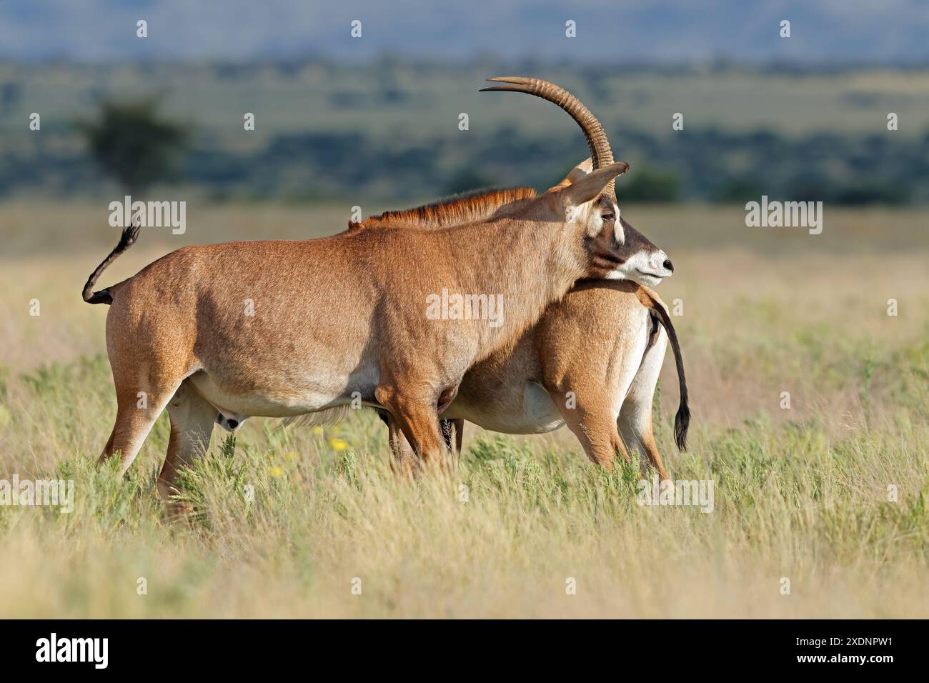Due rare antilopi roane (Hippotragus equinus) nell'habitat naturale, il Parco Nazionale di Mokala, Sudafrica Foto Stock