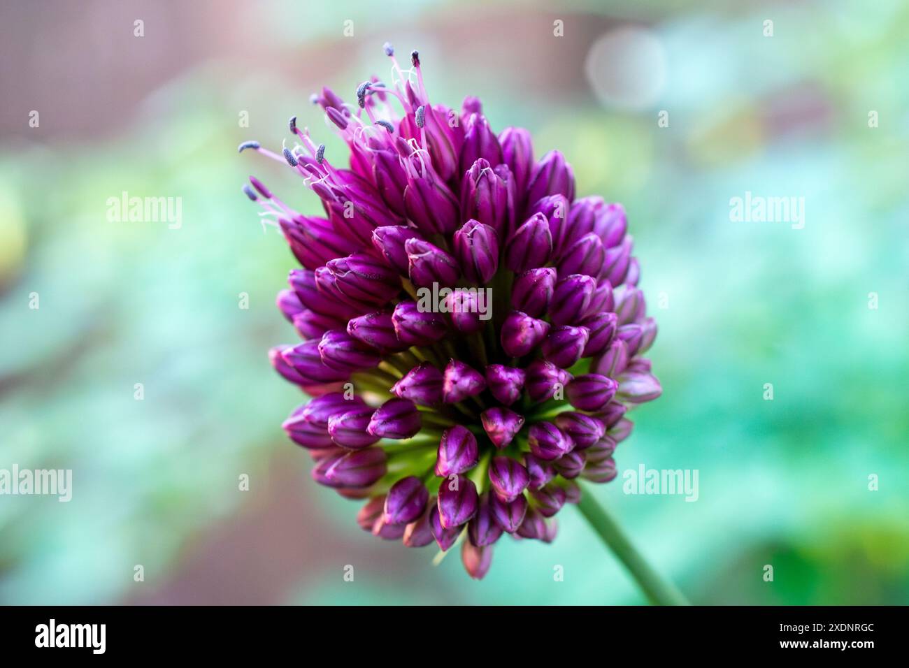 Un aglio dalla testa rotonda fiorisce da vicino. Foto Stock