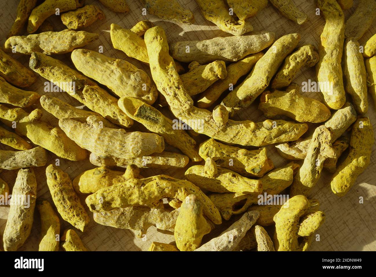 Un'immagine dettagliata cattura le radici della curcuma essiccate alla luce del sole, parte del processo di produzione delle spezie Foto Stock