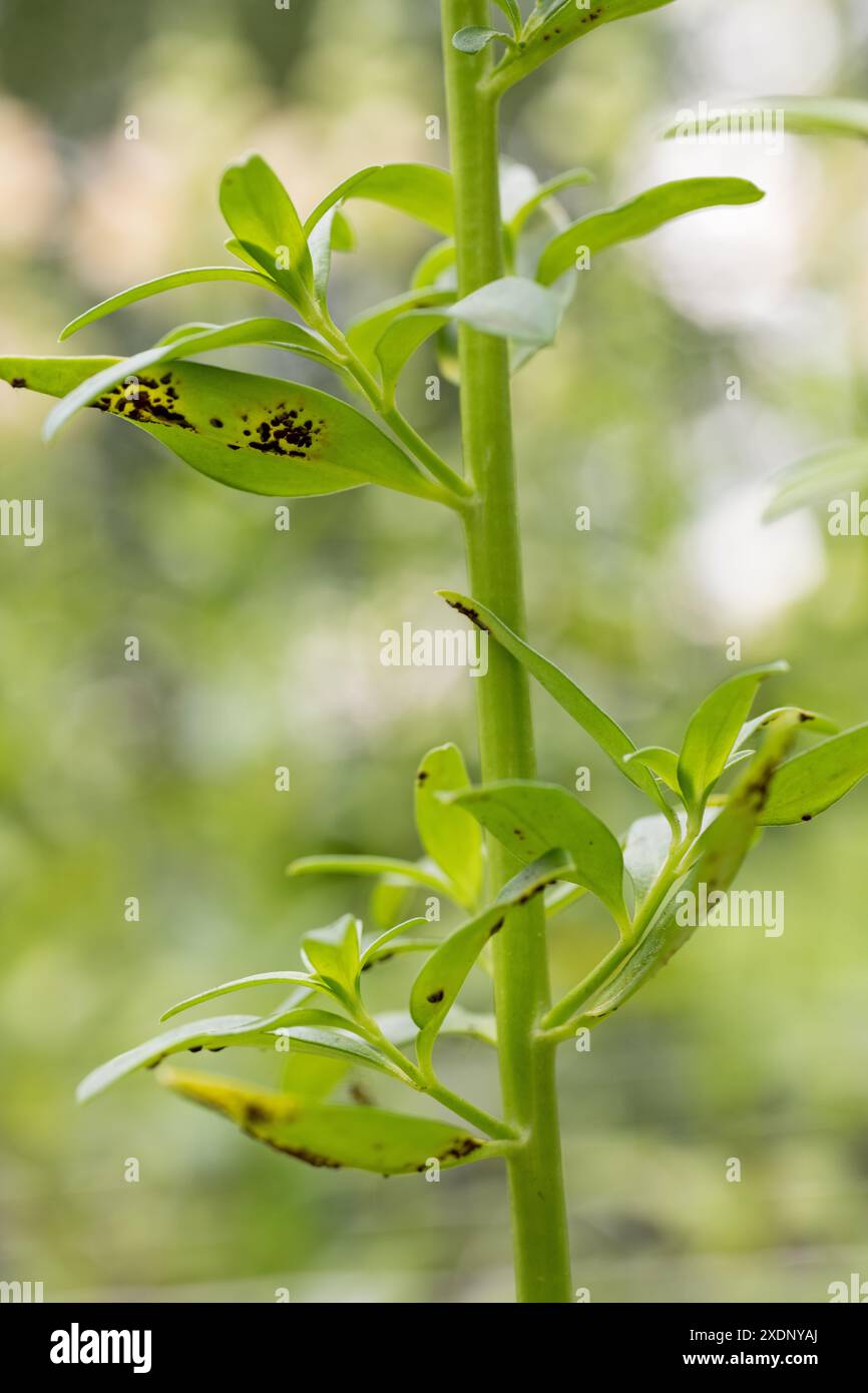 Antiruggine. La malattia più grave di snapdragons. È una malattia fungina che produce pustole di spore marrone scuro sui lati inferiori del lea Foto Stock