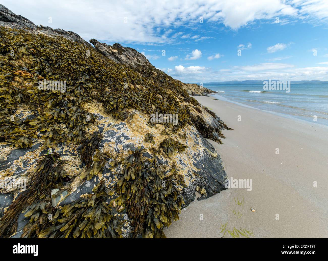Spiaggia sabbiosa con rocce coperte di barnacle e alghe a Port a Chapuill sulla remota isola Ebridea di Colonsay a giugno, Scozia, Regno Unito Foto Stock