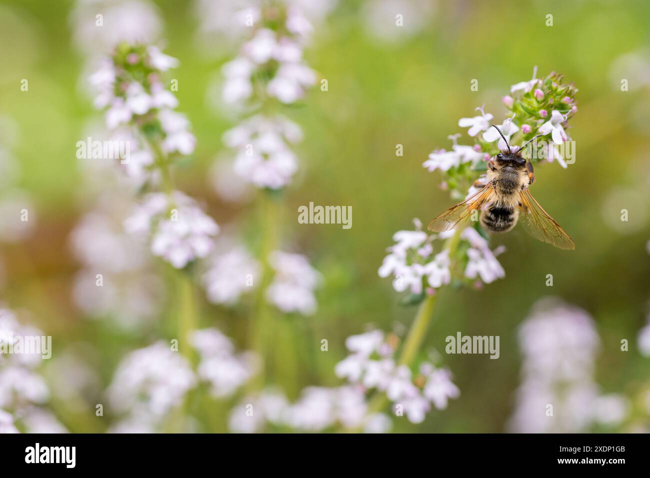 Fiori impollinanti di api mellifera (Apis mellifera). Api che raccolgono polline e nettare dai fiori. Foto Stock