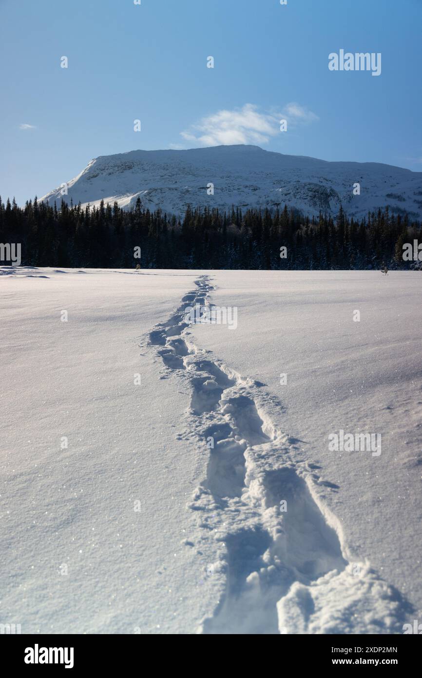 Nordic Dawn: Paesaggio selvaggio innevato in Svezia che brilla sotto l'alba nel Nord Europa Foto Stock