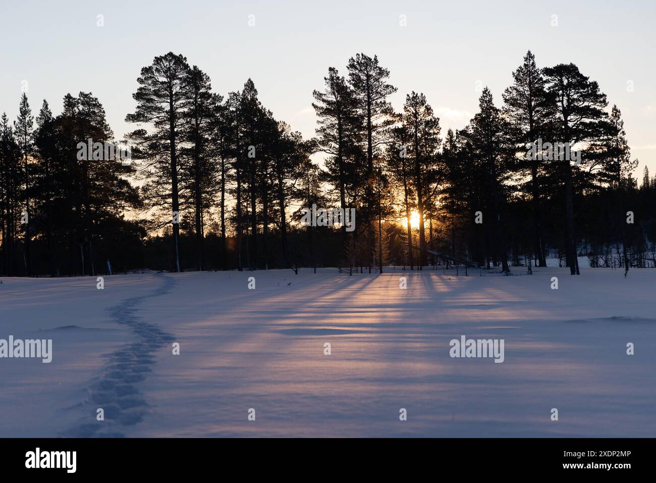 Nordic Dawn: Paesaggio selvaggio innevato in Svezia che brilla sotto l'alba nel Nord Europa Foto Stock