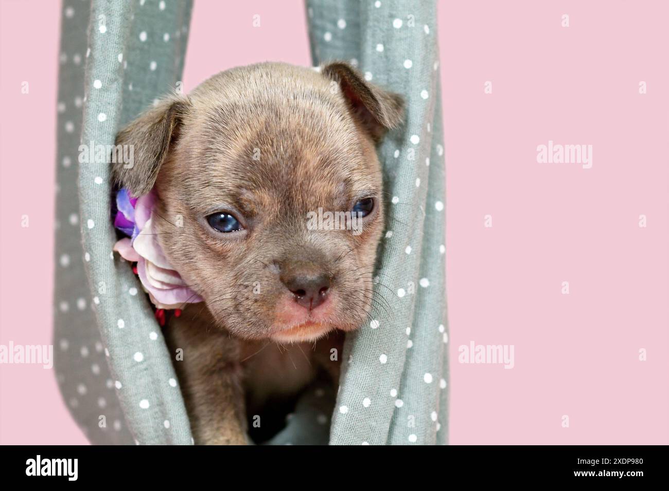 Cucciolo Bulldog francese di quattro settimane di razza pura Lilac Brindle Foto Stock
