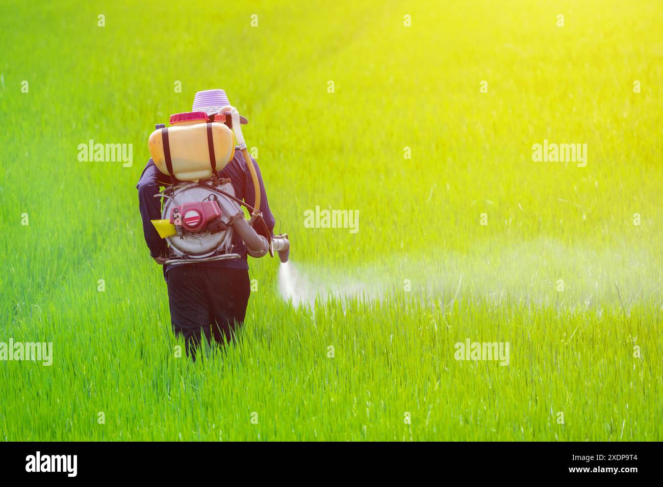 Agricoltore che spruzza pesticidi o fertilizzanti per terreno nel campo agricolo. Personale dell'azienda agricola che utilizza il controllo chimico dei parassiti pericolosi. Foto Stock